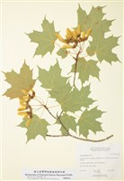 藏品(糖楓(槭))的圖片